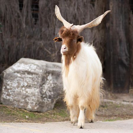 Cortijo rural las aves Βίλα Jimena De La Frontera Εξωτερικό φωτογραφία