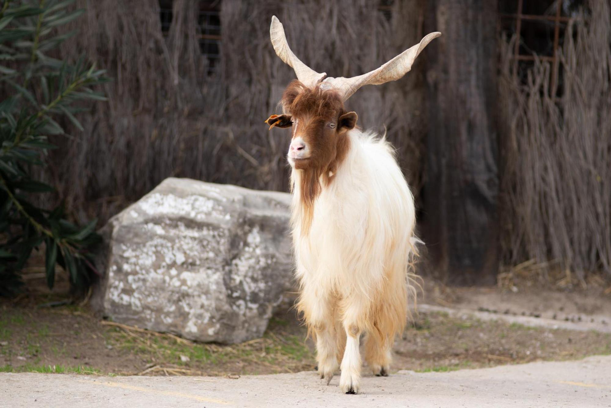 Cortijo rural las aves Βίλα Jimena De La Frontera Εξωτερικό φωτογραφία