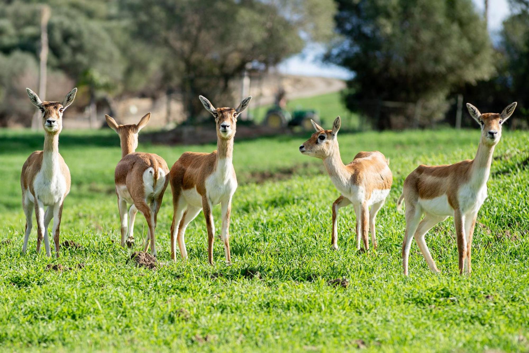 Cortijo rural las aves Βίλα Jimena De La Frontera Εξωτερικό φωτογραφία