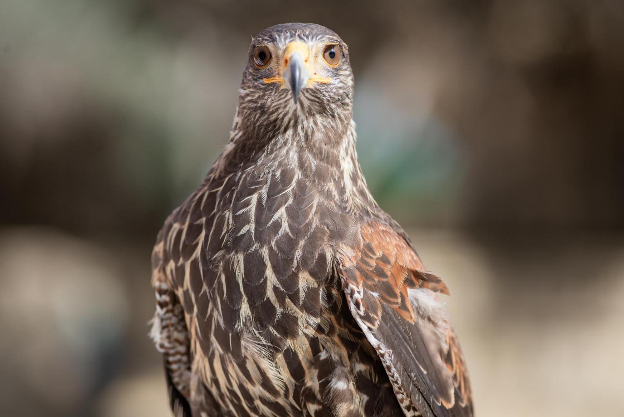 Cortijo rural las aves Βίλα Jimena De La Frontera Εξωτερικό φωτογραφία