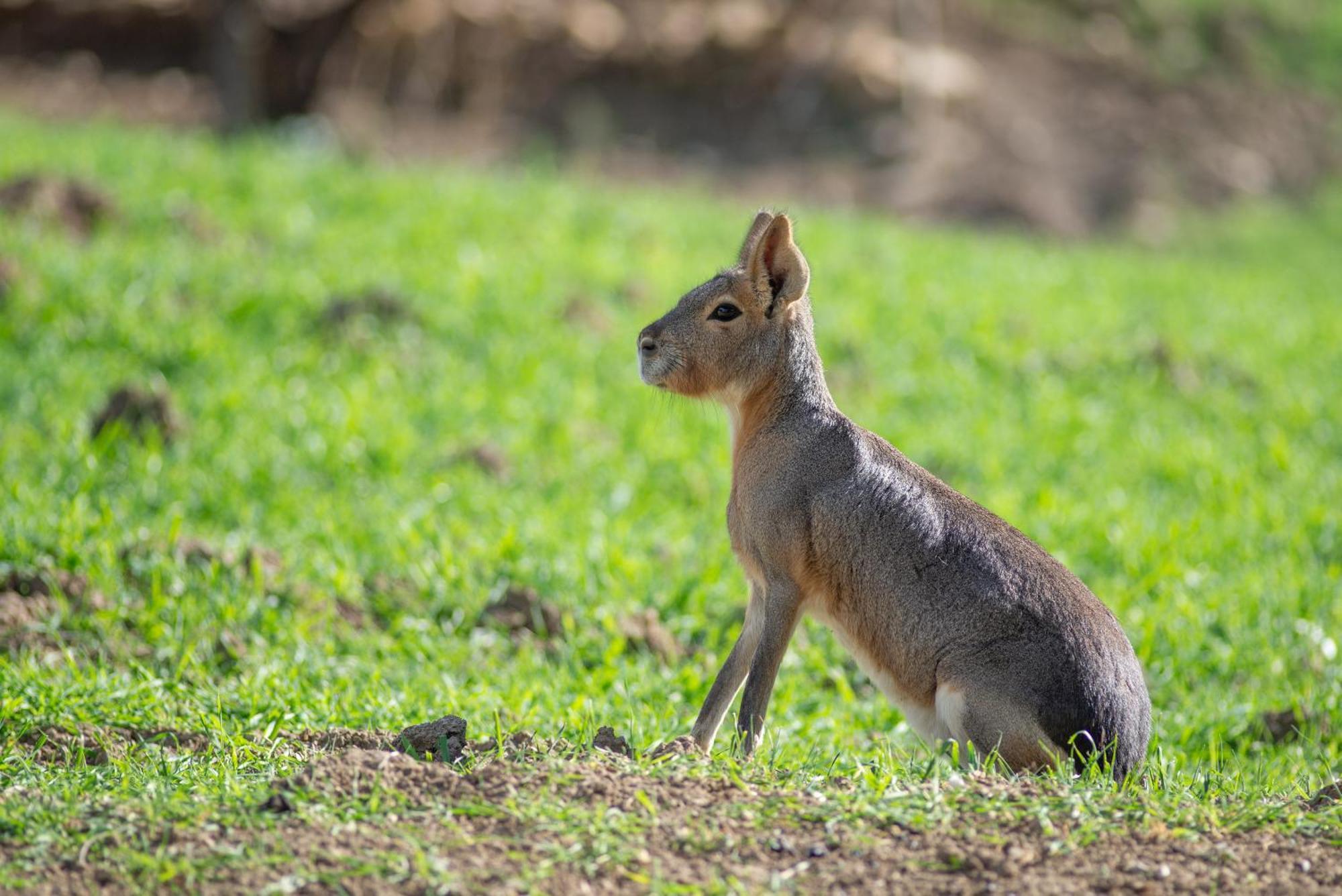 Cortijo rural las aves Βίλα Jimena De La Frontera Εξωτερικό φωτογραφία